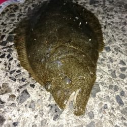 ヒラメ大量接岸 急げC=C=＼(;・_・)／