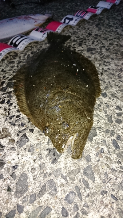 ヒラメ大量接岸 急げC=C=＼(;・_・)／