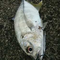 今日の釣果