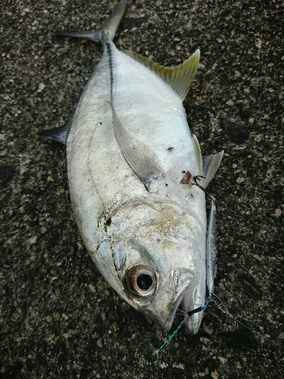 今日の釣果