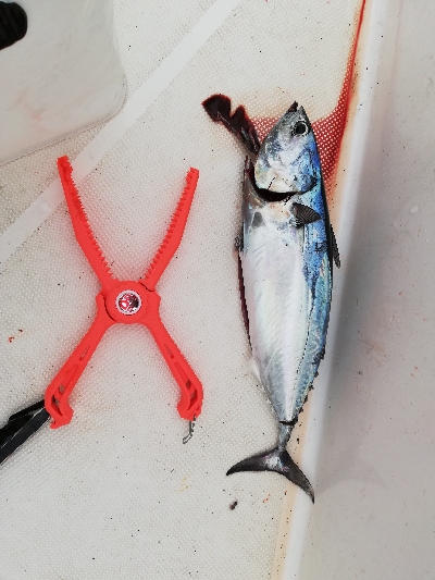 ジギング　キャスティング