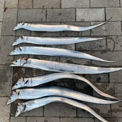 コスモ 太刀魚復活 行くなら今