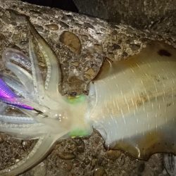 昨日よりサイズUP!