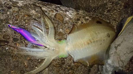 昨日よりサイズUP!