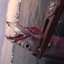 今日はエサ釣り！