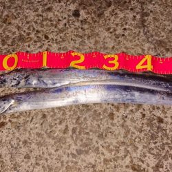 おったらすぐくる(太刀魚)