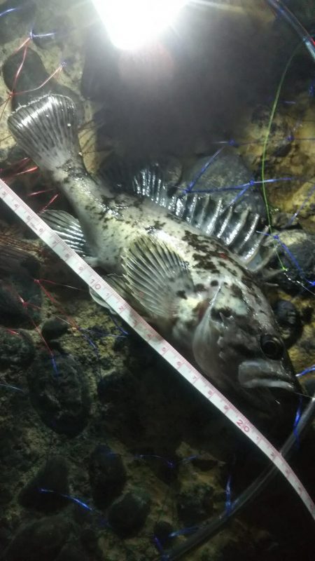 やや強い風、波少し荒れ気味、釣果2匹