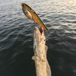 タチウオのきまぐれには気をつけよう
