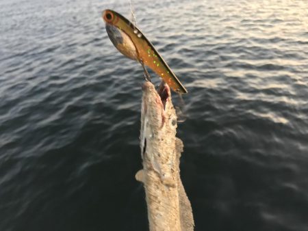 タチウオのきまぐれには気をつけよう