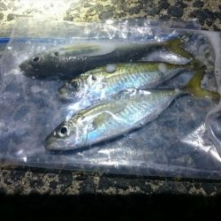 タチウオのつもりが・・・