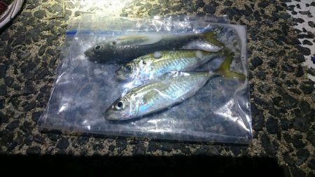 タチウオのつもりが・・・