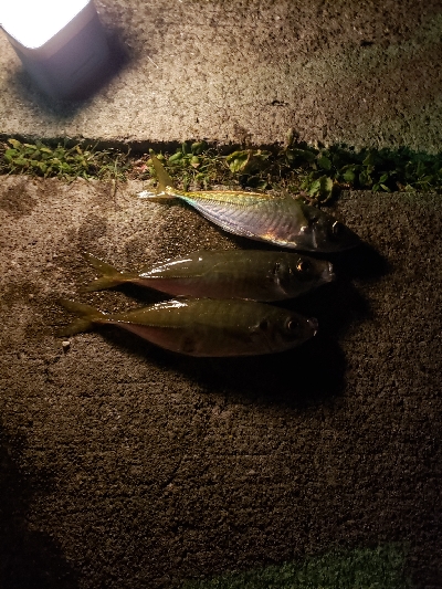 アジング夜の部