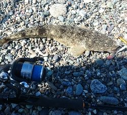 春野漁港周辺サーフ、ライトショアジギング