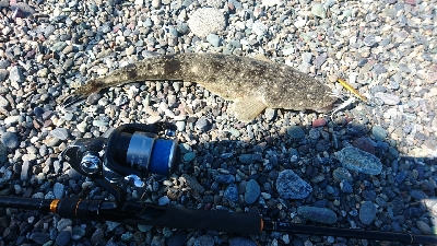 春野漁港周辺サーフ、ライトショアジギング