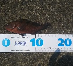 ヘチ釣り 夜の部