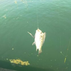 大磯港で団子釣り