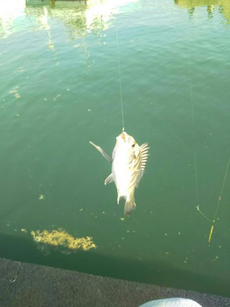 大磯港で団子釣り