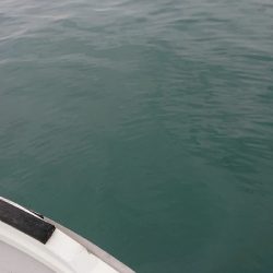 ボートエギングリベンジ！