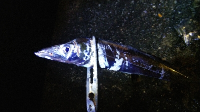冷たい雨とタチウオテンヤ