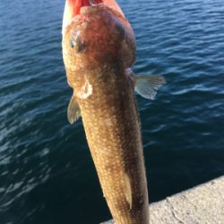 淡路島かるーい釣り