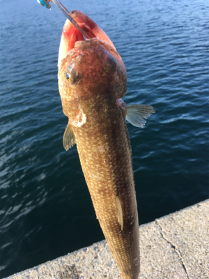 淡路島かるーい釣り