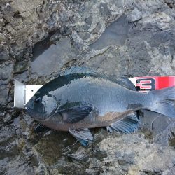 方座浦でグレ釣り