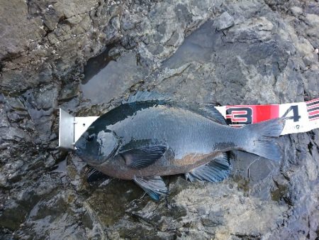 方座浦でグレ釣り