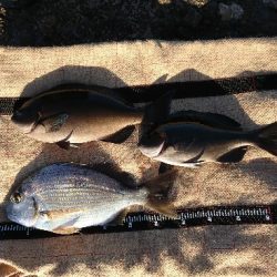 みなべ堺でグレ釣り