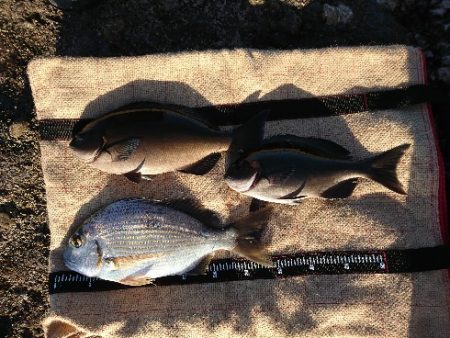 みなべ堺でグレ釣り