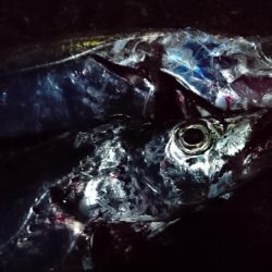 今日はエサ釣り！