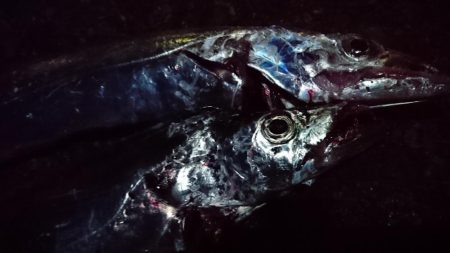 今日はエサ釣り！