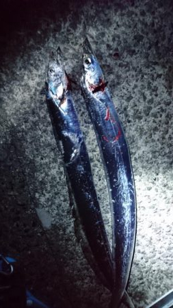 今年はタチウオ少ない・・