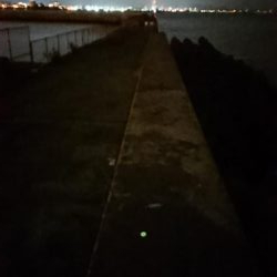 貝塚人工島でヒイカ(^^)