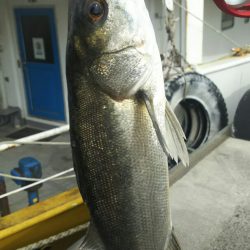 【苅田港】秋のシーバス調査~続き3