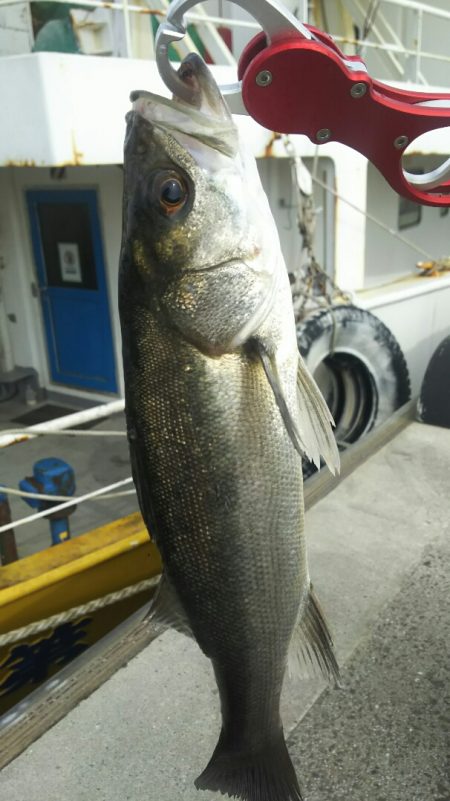 【苅田港】秋のシーバス調査~続き3