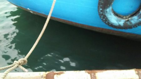 【若松洞海湾】シーバス調査