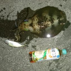 先週当たりが少なくなった！