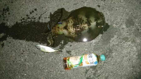 先週当たりが少なくなった！