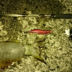 食べ頃サイズ2杯get(・x・*)