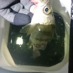 タチウオのつもりが・・・