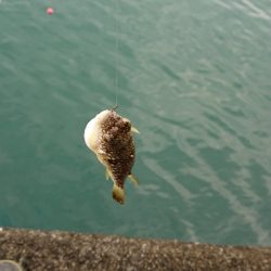 須崎漁港フカセ