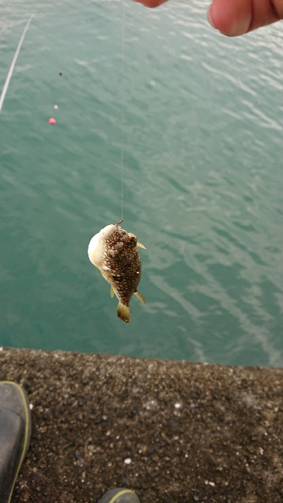 須崎漁港フカセ