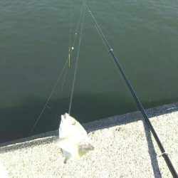 大磯港で団子釣り