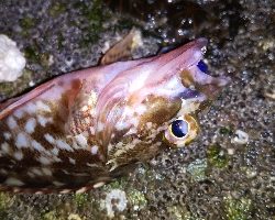 アジ連続ボーズ