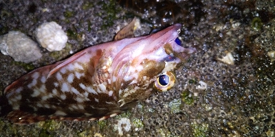 アジ連続ボーズ