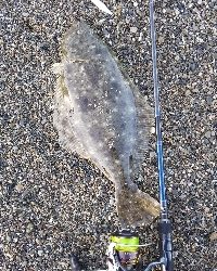 三重サーフで青物・ヒラメ