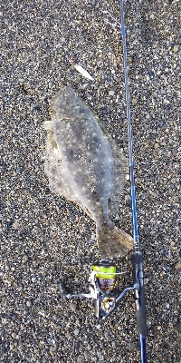 三重サーフで青物・ヒラメ