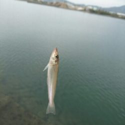 今日の釣果
