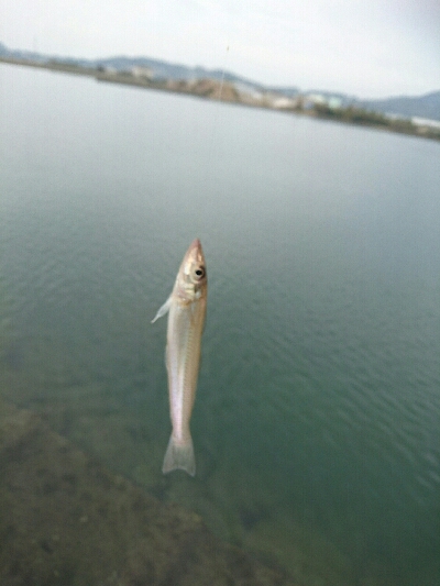 今日の釣果