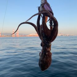 コスモ 太刀魚復活 行くなら今